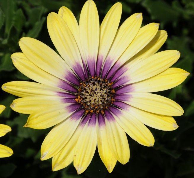 Osteospermum Serenity Blue Eyed Beauty