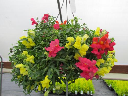 Hanging Basket Snapdragon Candy Showers Mix