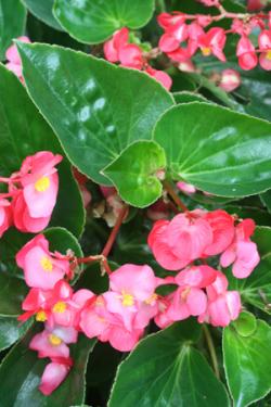 Begonia Whopper Rose with Green Leaf