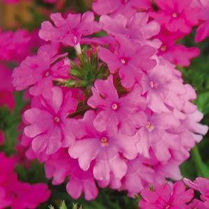 Verbena Lascar Pink