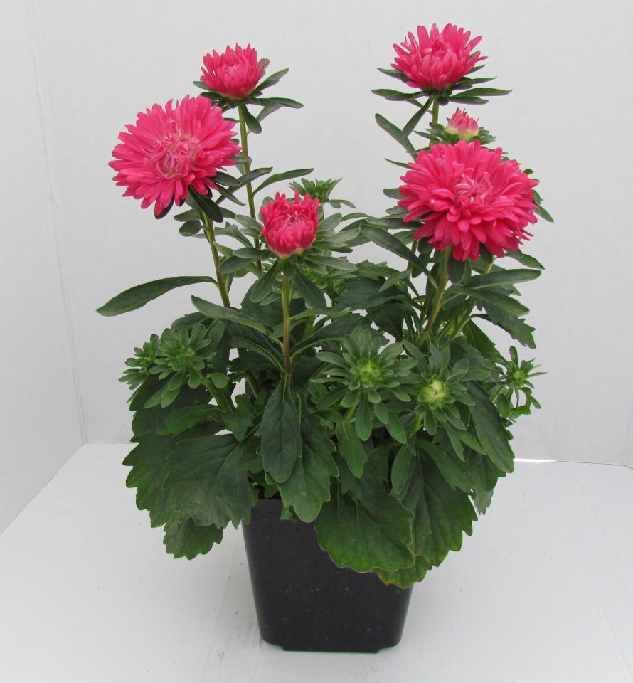 Aster Pot N Patio Scarlet