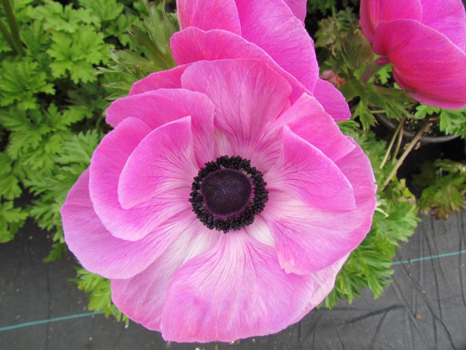 Anemone Pandora Fuchsia - Not produced in 2018