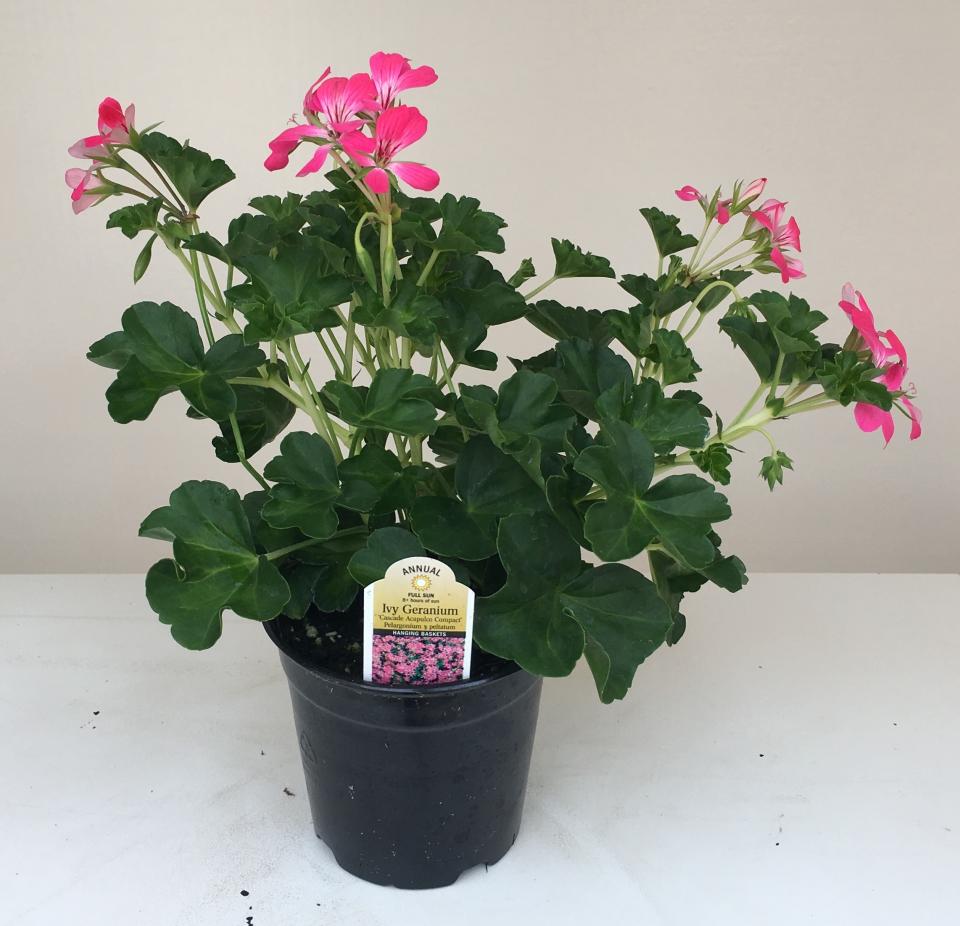 Ivy Geranium Cascade Acapulco Compact