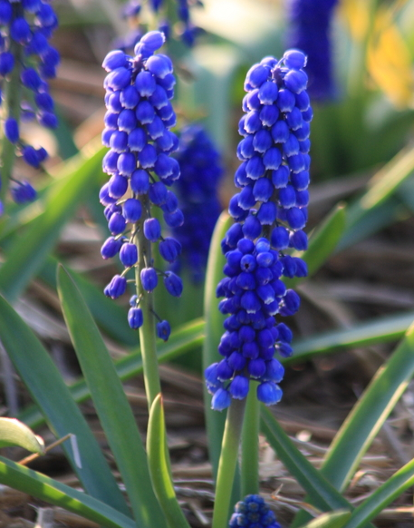 Muscari Big Smile