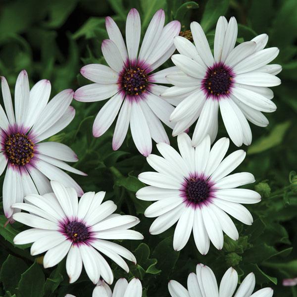 Osteospermum Serenity Lavender Frost