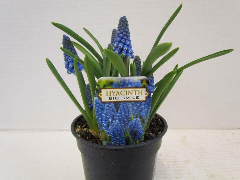 Muscari Big Smile