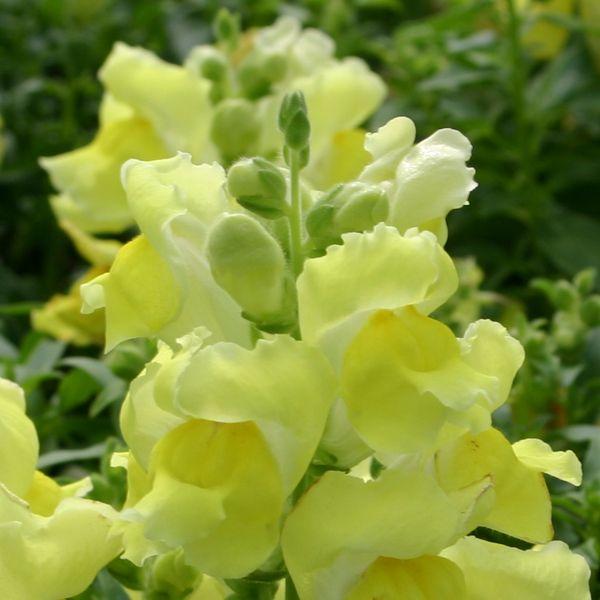 Snapdragon Snapshot Yellow