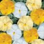 Pansy Delta Premium Buttered Popcorn Mix