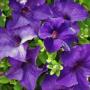 Petunia Surfinia Purple Majesty