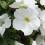 Petunia Surfinia White Improved