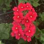 Verbena Lascar Red