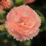 Carnation Supertrouper Orange