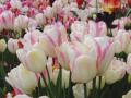 Tulip Takashi White Blush