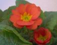 Primrose Danova Salmon Orange